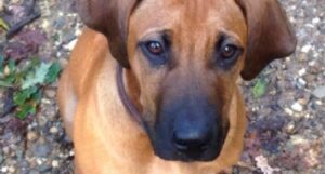 ibra-cane van bommel