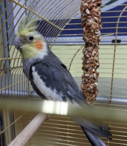 PAPPAGALLO CARLOS