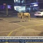 leone in strada