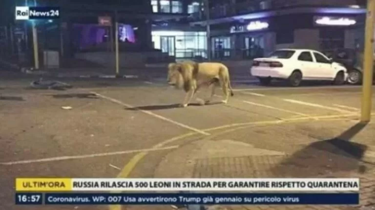 leone in strada