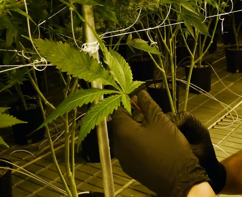cannabis