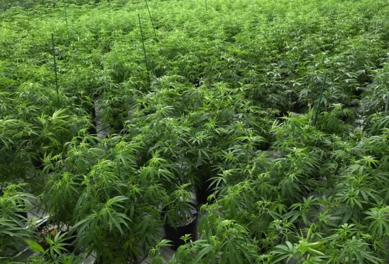 Marijuana