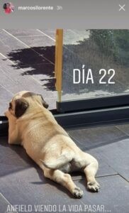 cane marcos llorente