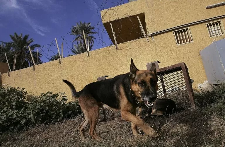CANE