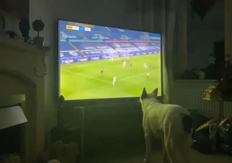 cane Leeds