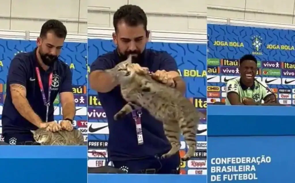 gatto vinicius
