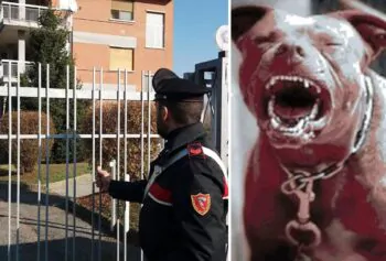 mulala sbranato dai cani